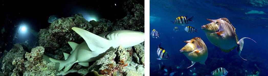 dive-center-2