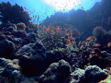 20 Photos That Prove Vaavu Atoll Is A Scuba Diver’s Dream