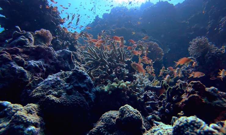 20 Photos That Prove Vaavu Atoll Is A Scuba Diver’s Dream