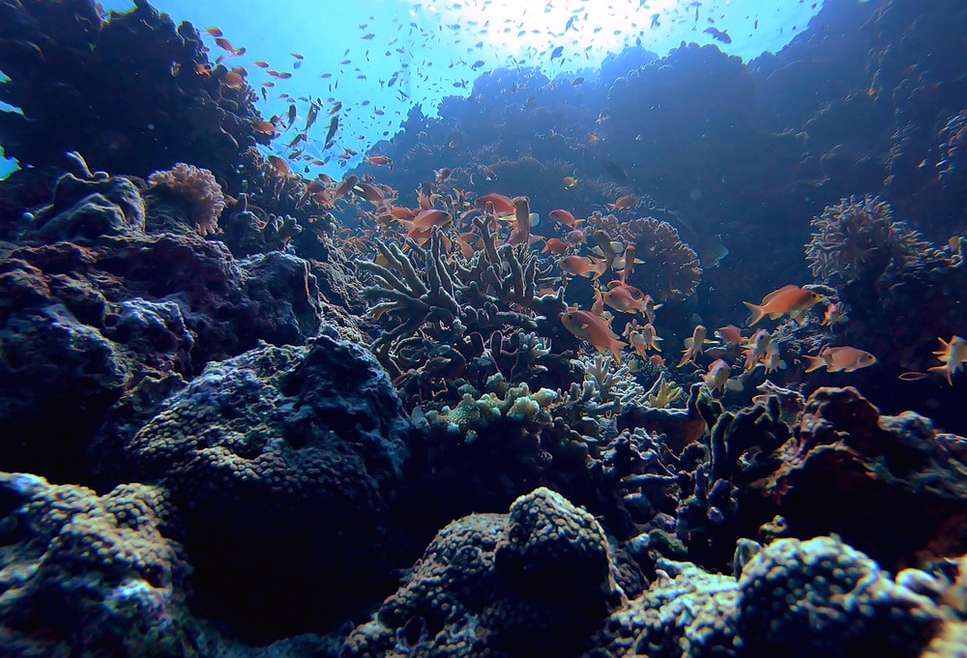 20 Photos That Prove Vaavu Atoll Is A Scuba Diver’s Dream
