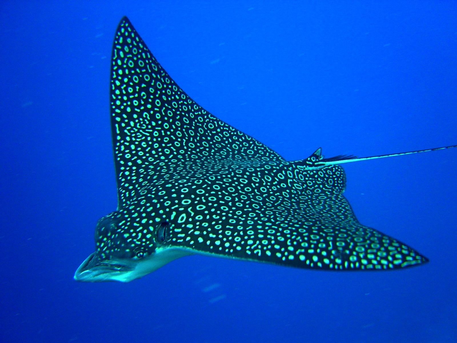 tir_spotted_eagle_ray1 (1)