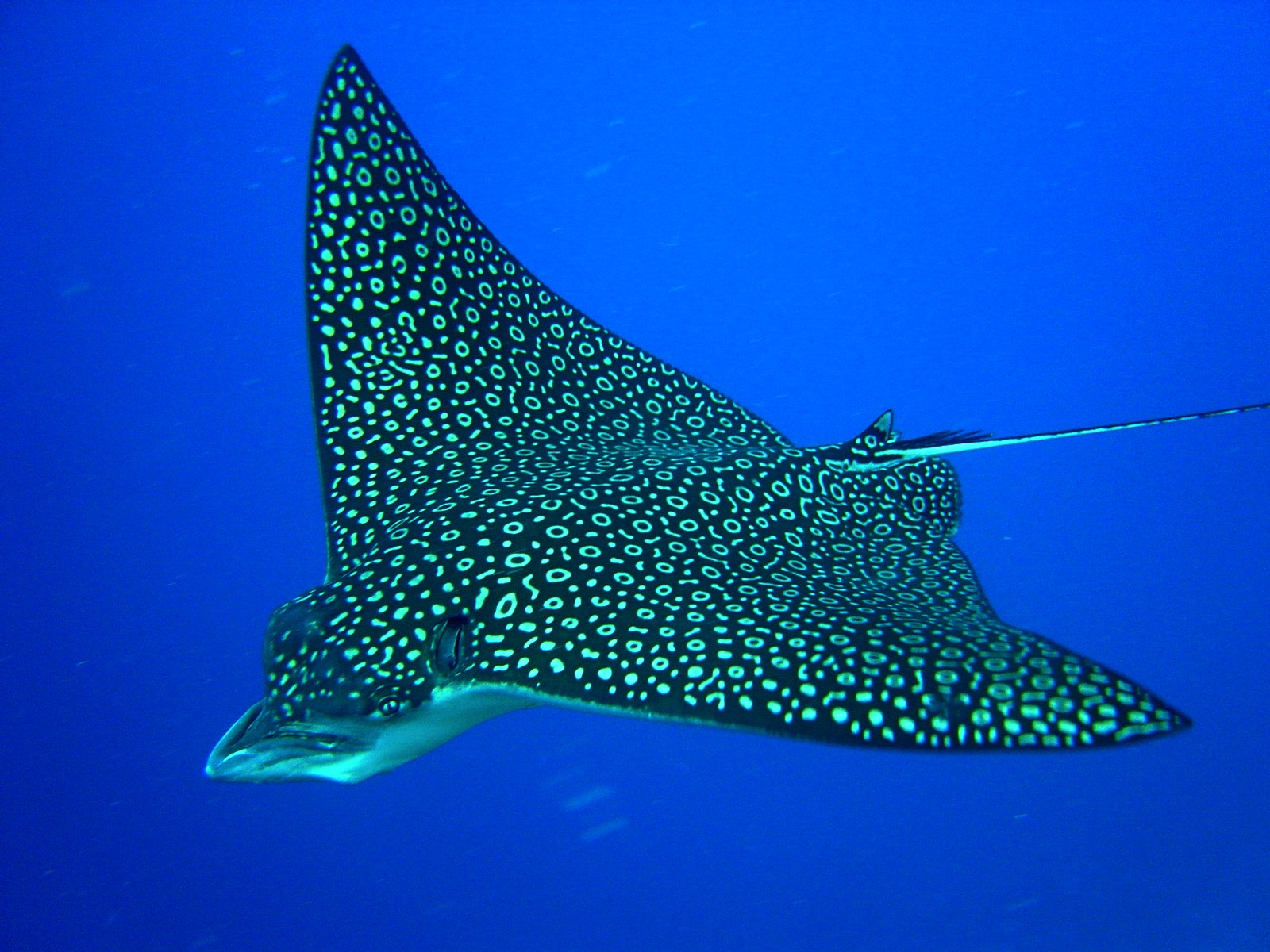 tir_spotted_eagle_ray1 (1)