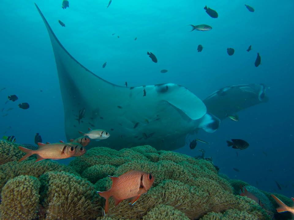 Manta rays