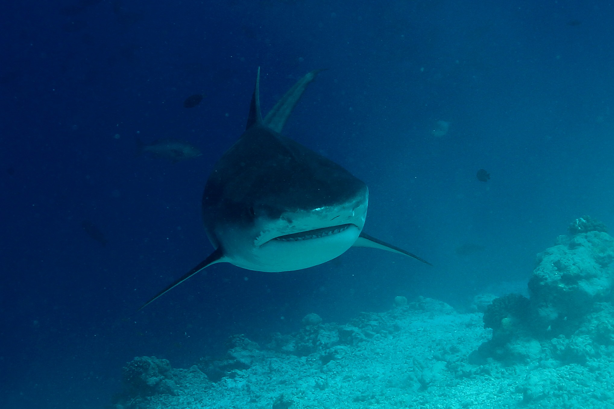 Get over your fear of sharks!