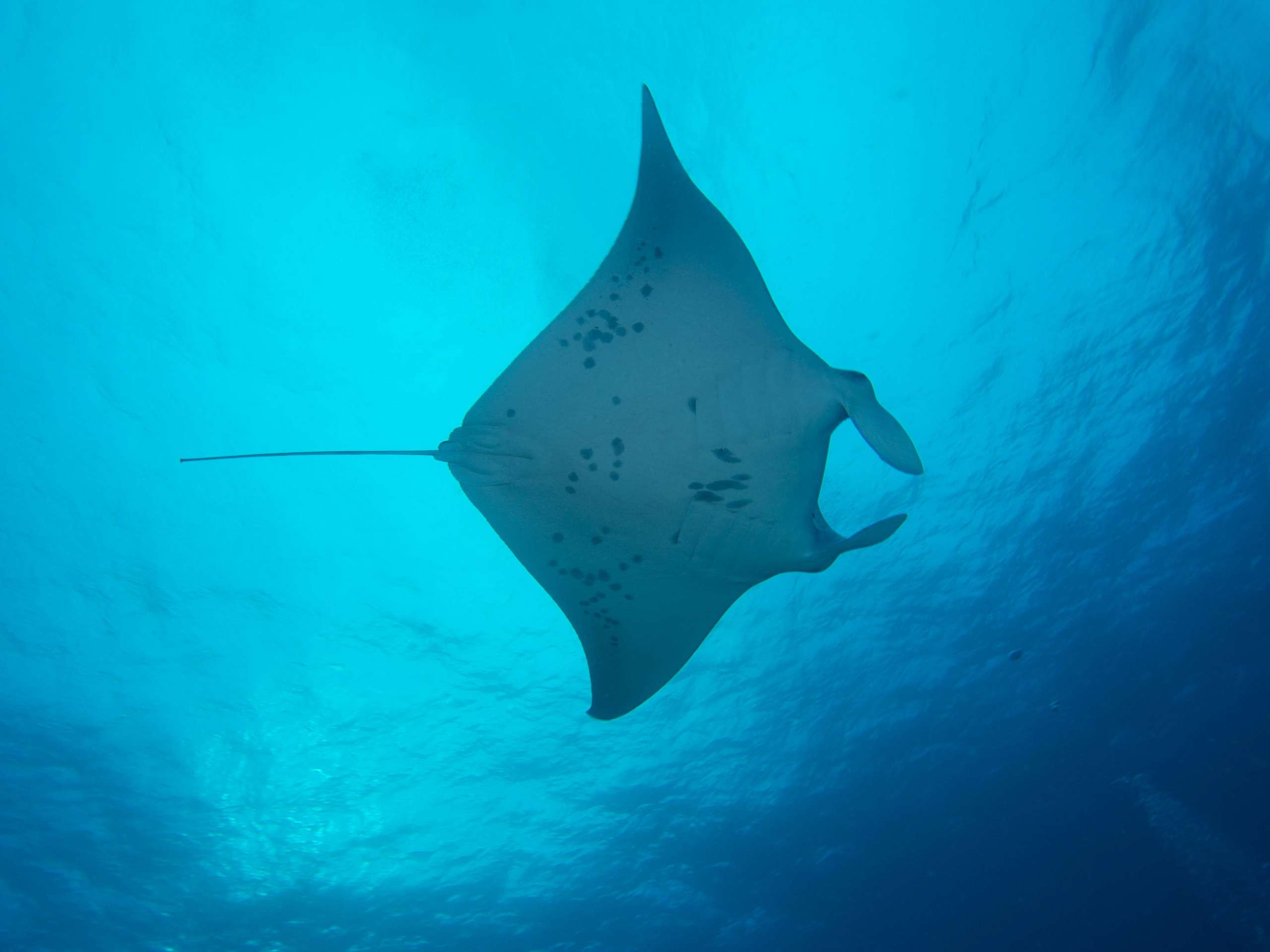 Here’s How To Find Your Next SCUBA Diving Holiday