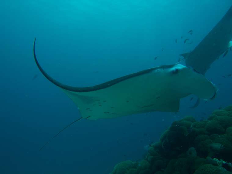 Dive with a purpose and contribute towards the environmental sustainability and coral reef protection.