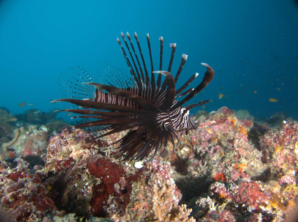 Fish in Maldives