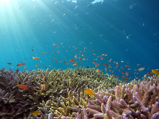 Diving in the Maldives