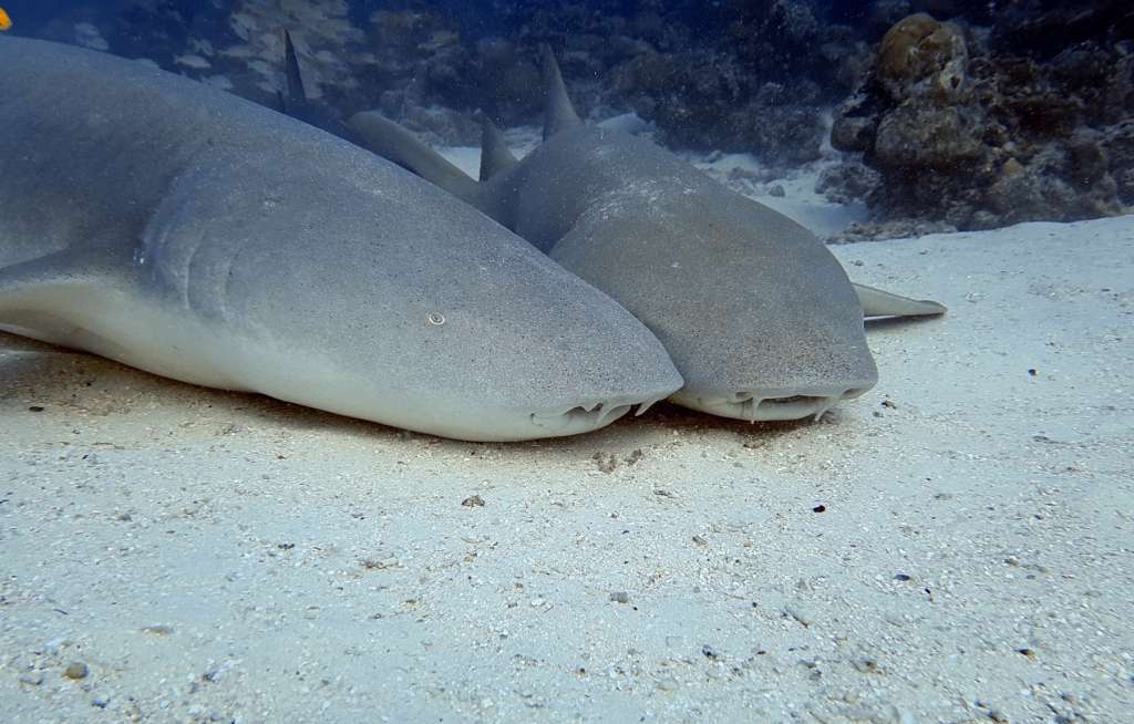 Nurse Shark