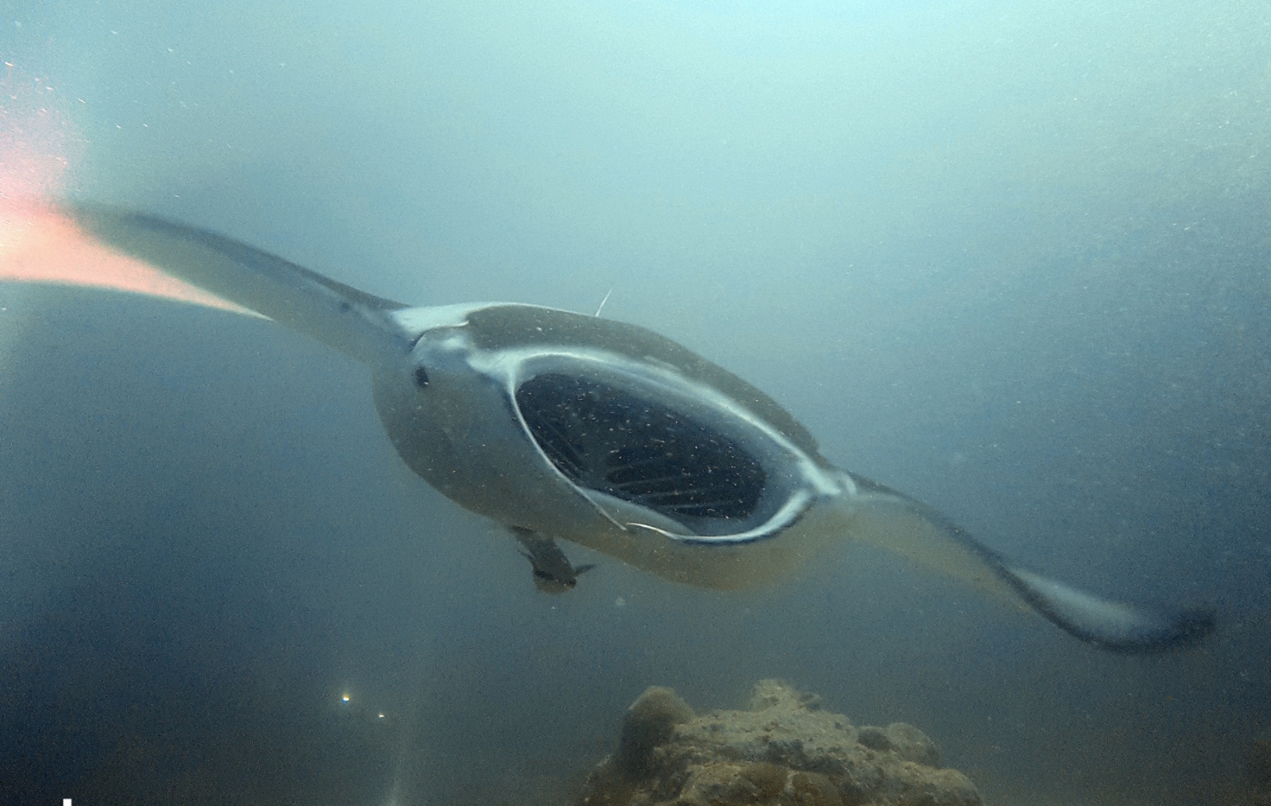 Dive in Maldives – The Ultimate Diving Guide