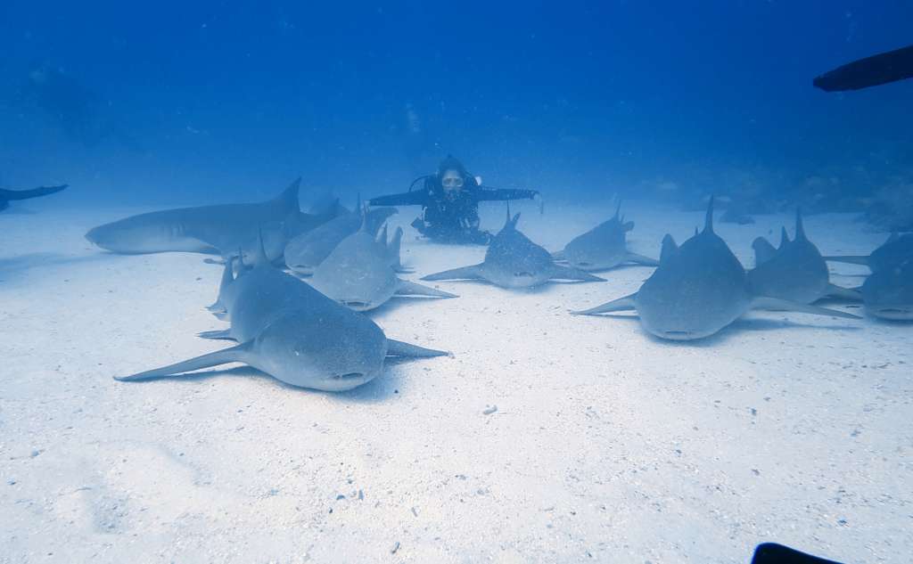 Nurse shark